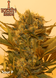 Sour P - Resin Seeds