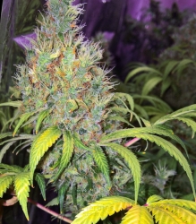 Early Bird Skunk - Sagarmatha Seeds