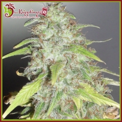 Kripple Shock - Dr Krippling Seeds