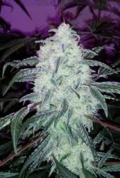 Blackberry Dream - Elev8 seeds