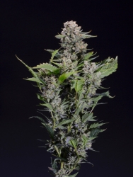 Blackberry Dream regulär - Elev8 seeds