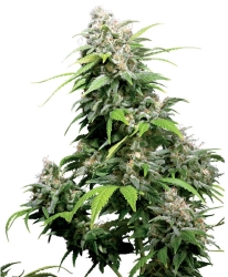 California Indica Reg. - Sensi Seeds