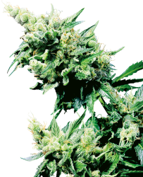 Hash Plant Reg. - Sensi Seeds