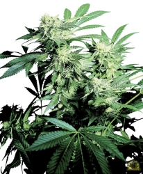 Skunk Kush Reg. - Sensi Seeds