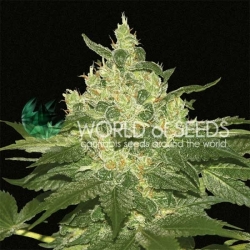 Afghan Kush - World of Seeds