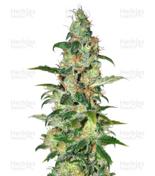 Chronic Haze (World of Seeds) Cannabis-Samen