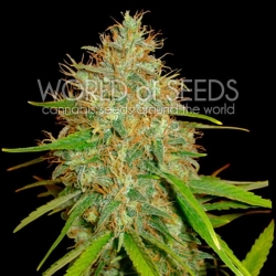 Afghan Kush x Skunk - World of Seeds