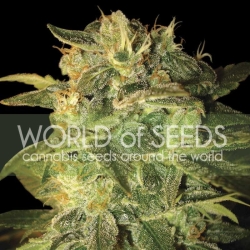 Sugar Mango Ryder - World of Seeds