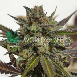 Northern Light x Skunk - World of Seeds