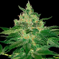 Afghan Kush regulär - World of Seeds