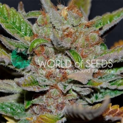 Bubba Haze regulär - World of Seeds