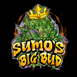 Sumos Big Bud - Sumo Seeds