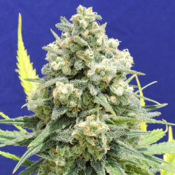 White Critical - Original Sensible Seeds