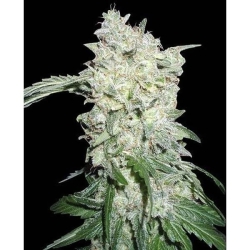 Afghan Kush Special - World of Seeds