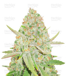 Lemon Shining Silver Haze (RQS) Cannabis-Samen