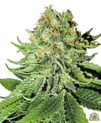 Northern Lights Automatic - White Label Seeds