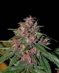 Bisho Purple - Tropical Seeds Company