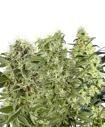 Female Mix - White Label Seeds