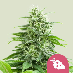 Fruit Spirit - Royal Queen Seeds