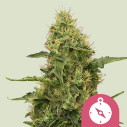 Northern Light - Royal Queen Seeds