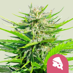 Royal Cheese (Fast Flowering) - Royal Queen Seeds