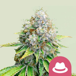 OG Kush - Royal Queen Seeds