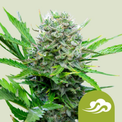 Royal Bluematic - Royal Queen Seeds