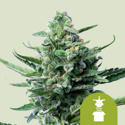 Royal Jack Automatic - Royal Queen Seeds