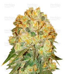 Marmalate regular (Delicious Seeds) Cannabis-Samen