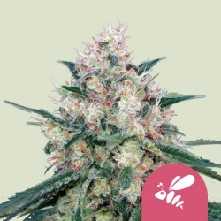 Honey Cream (Fast) - Royal Queen Seeds