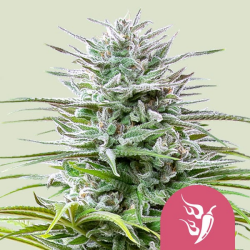 Speedy Chile (Fast Flowering) - Royal Queen Seeds