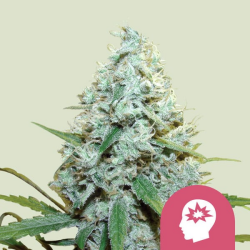 AMG - Amnesia Mac Ganja - Royal Queen Seeds