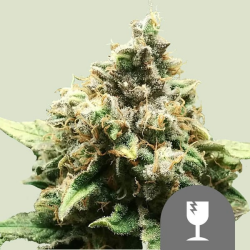 Critical regulär - Royal Queen Seeds