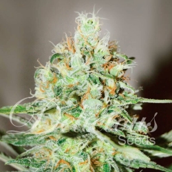 Jägg Kush - Delicious Seeds