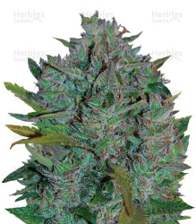 Ultraviolet Auto (Samsara Seeds) Cannabis-Samen