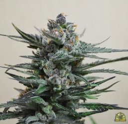 Blue Acid Auto - Kalashnikov Seeds