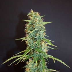 Moroccan Beldia regulär - Khalifa Genetics