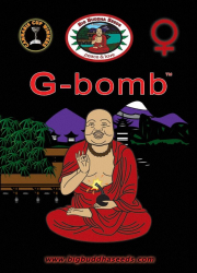 G-Bomb - Big Buddha Seeds