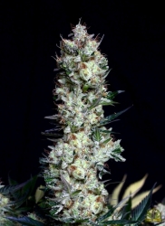 Rittus Haze - Absolute Cannabis Seeds