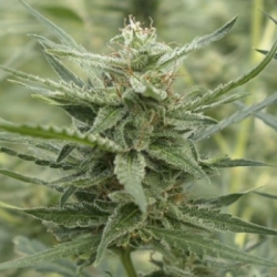 AK-107 - 710 GENETICS