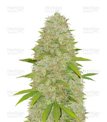 Super Skunk (Vision Seeds) Cannabis-Samen