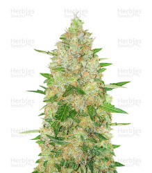 Extreme Impact Auto (Heavyweight Seeds) Cannabis-Samen