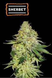 Sherbet - Seedstockers