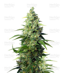 Honey Peach Auto CBD (Sweet Seeds) Cannabis-Samen