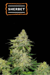 Sherbet Auto - Seedstockers