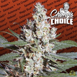 Chong's Choice L.A. Amnesia - Paradise Seeds