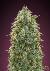 Amnesia - Advanced Seeds