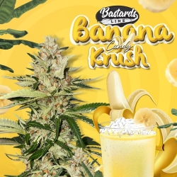 Banana Candy Krush - T.H. Seeds