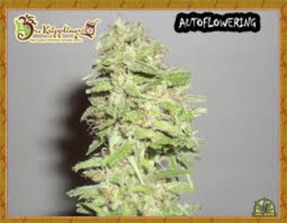 Dizzy Lights Auto - Dr Krippling Seeds