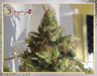 Ganj-nam Style - Dr Krippling Seeds